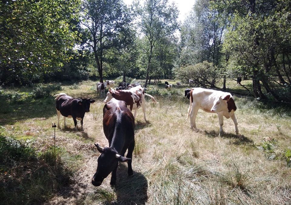 vaches-pie-noire-ferme-de-kervel-Hanvec-960x675